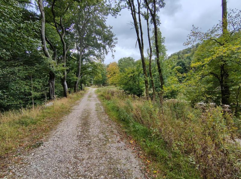 Am Feiertag pilgern - An Allerheiligen: Pilgern im Egge-Gebirge Ein Weg im Wald. Rechts und links vom Weg Bäume und Gebüsch. Rechts mehr Gebüsch und Himmel zu sehen.